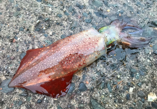 ケンサキイカの釣果