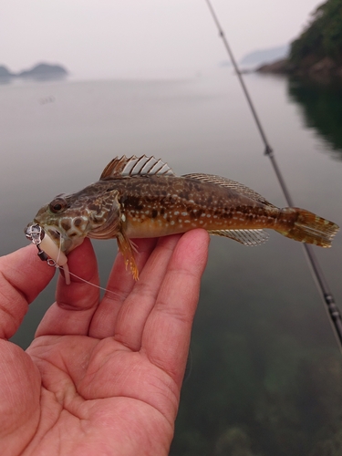 アナハゼの釣果