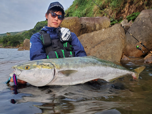 ブリの釣果