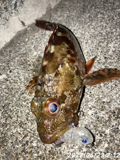 カサゴの釣果