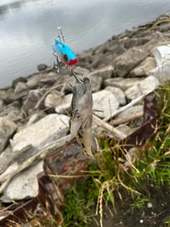 ウロハゼの釣果