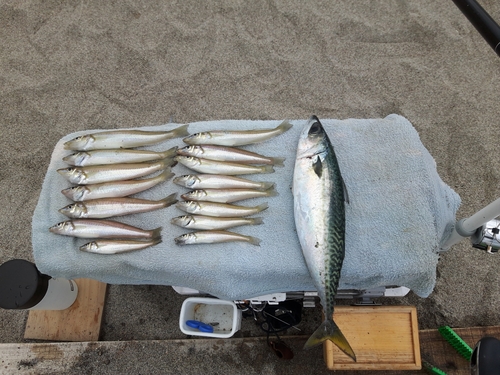 キスの釣果