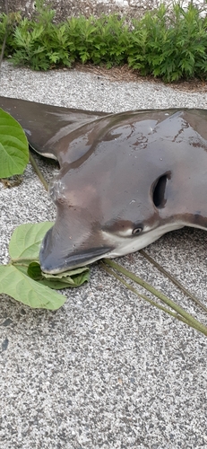 ナルトビエイの釣果