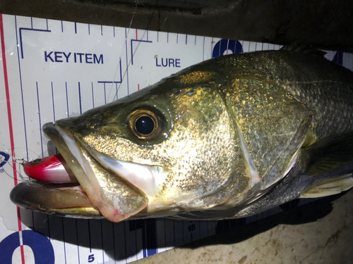 シーバスの釣果