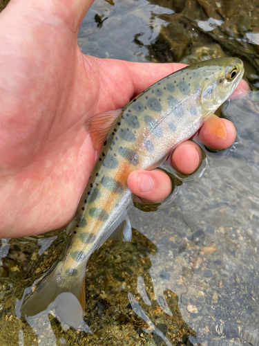 ヤマメの釣果