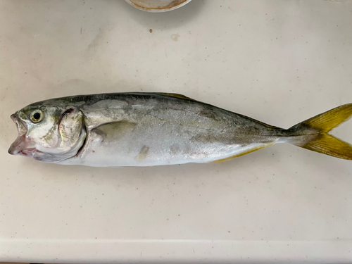 ツバスの釣果