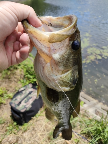 ブラックバスの釣果