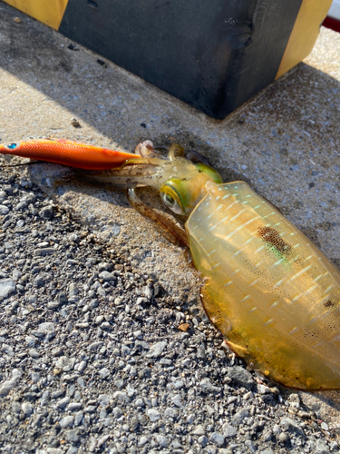 アオリイカの釣果