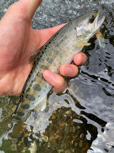 ヤマメの釣果