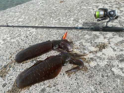 アオリイカの釣果