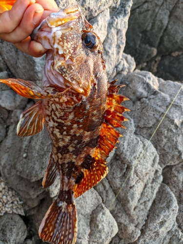 カサゴの釣果