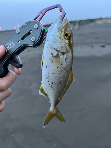 ショゴの釣果