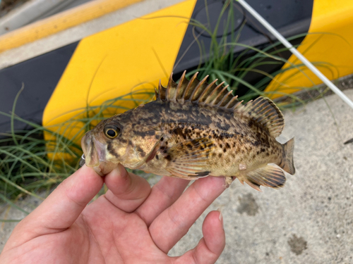 クロソイの釣果