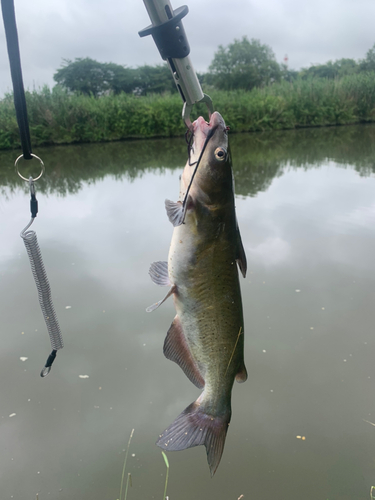 アメリカナマズの釣果