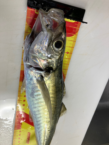 マルアジの釣果