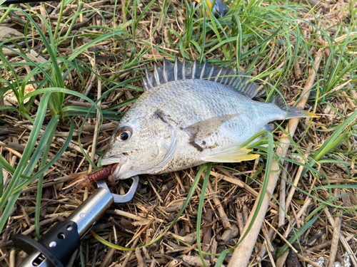 キビレの釣果