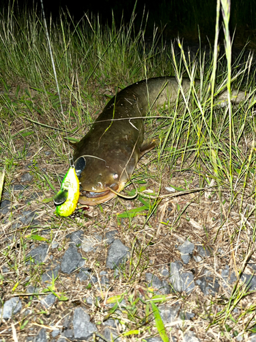 ナマズの釣果