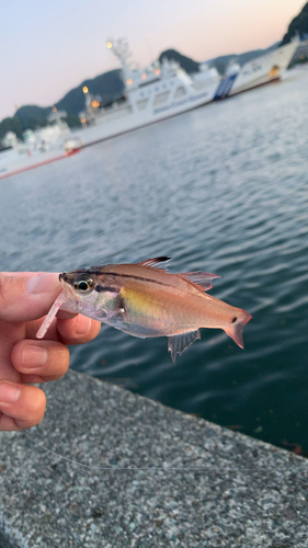 サバの釣果