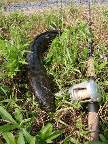 ライギョの釣果