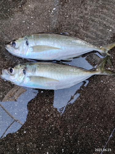 アジの釣果