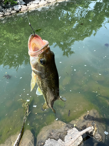 ブラックバスの釣果