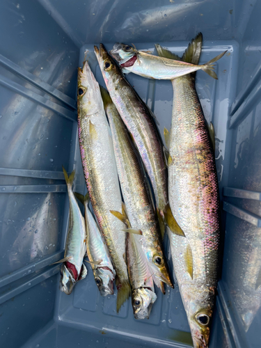 カマスの釣果