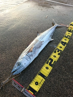 サワラの釣果