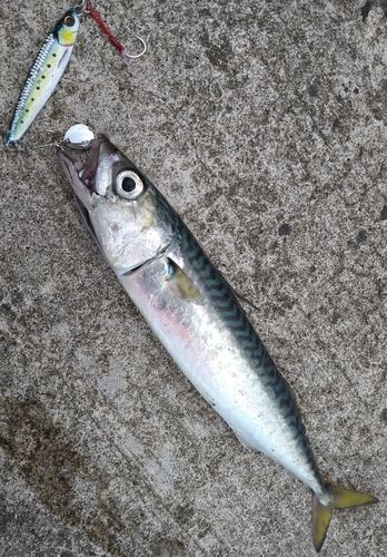 サバの釣果