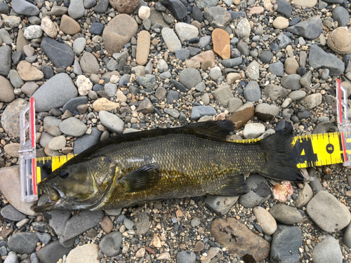 スモールマウスバスの釣果