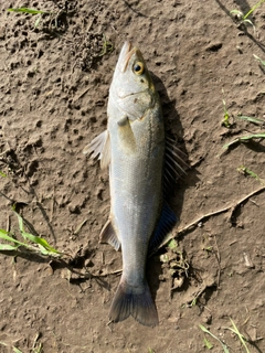 セイゴ（マルスズキ）の釣果