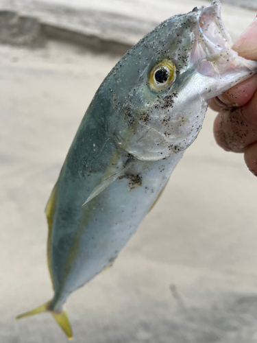 ワカシの釣果