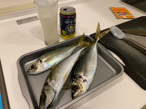 アジの釣果