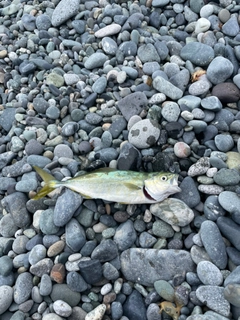 ワカシの釣果