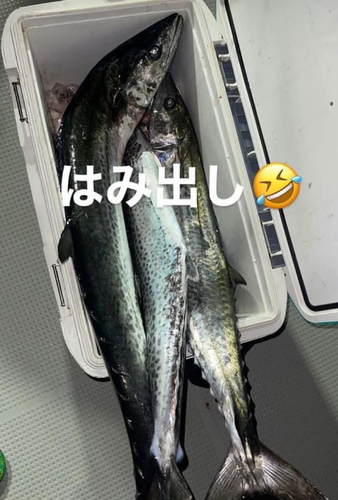 サワラの釣果