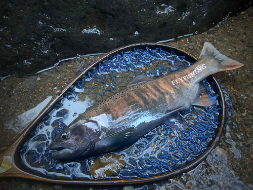 アマゴの釣果