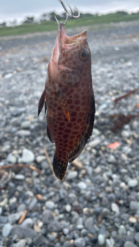 オオモンハタの釣果