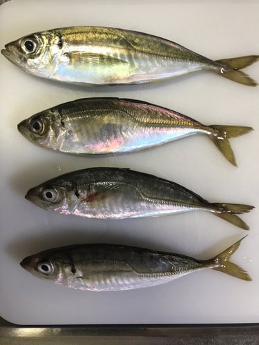 アジの釣果