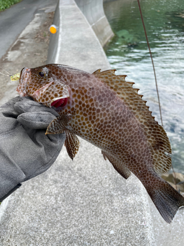 オオモンハタの釣果