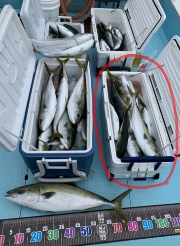 ハマチの釣果