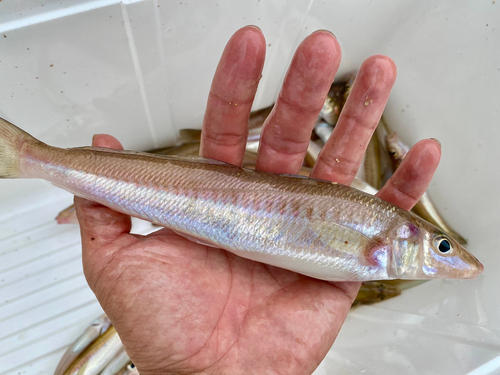 シロギスの釣果