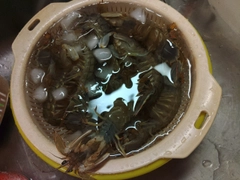 シャコエビの釣果