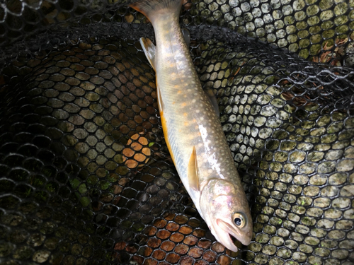 イワナの釣果