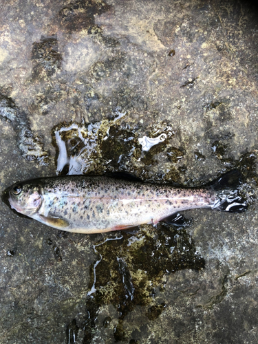 ニジマスの釣果