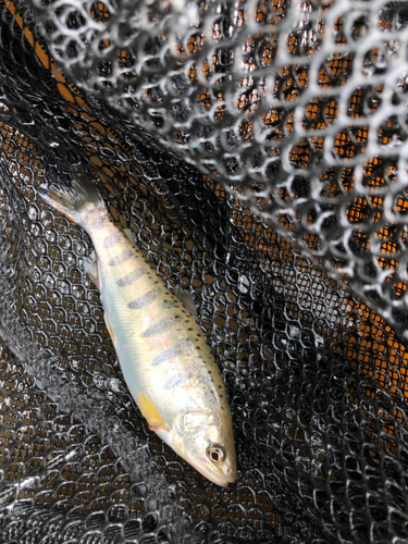 アマゴの釣果