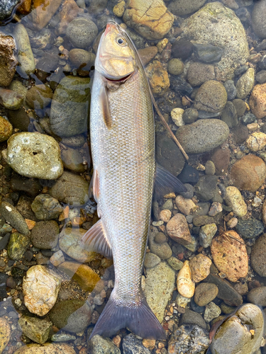 ウグイの釣果