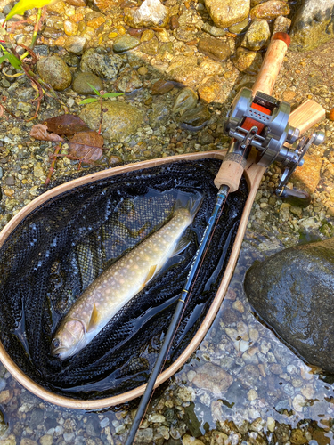 ニッコウイワナの釣果