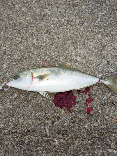 ハマチの釣果