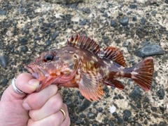 カサゴの釣果