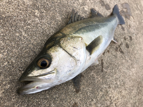 フッコ（マルスズキ）の釣果