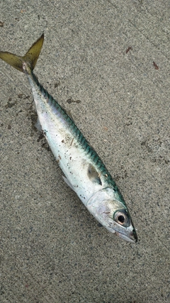 サバの釣果